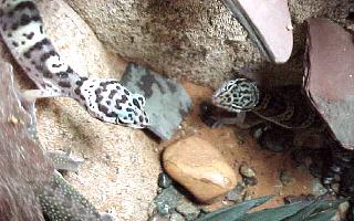 babyleopardgecko.jpg