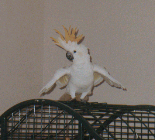 chick-e.gif